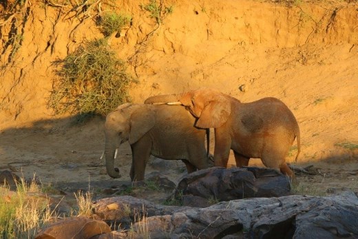 Young elephants playing