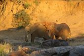 Young elephants playing: by anijensen, Views[179]