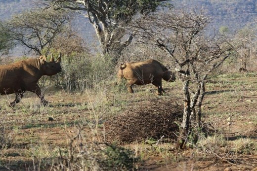 Mama and baby black rhinoceros