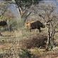 Mama and baby black rhinoceros: by anijensen, Views[202]