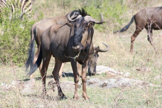 Wildebeest and zebras