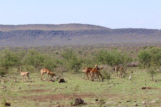 Impalas and South African landscape