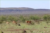 Impalas and South African landscape: by anijensen, Views[185]