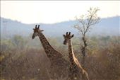 Giraffes: by anijensen, Views[189]