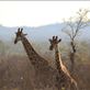 Giraffes: by anijensen, Views[181]