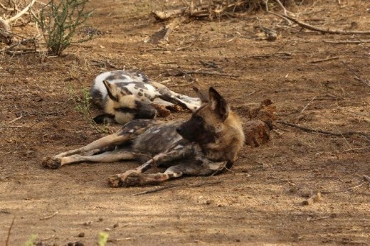 African wild dogs