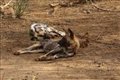 African wild dogs: by anijensen, Views[204]