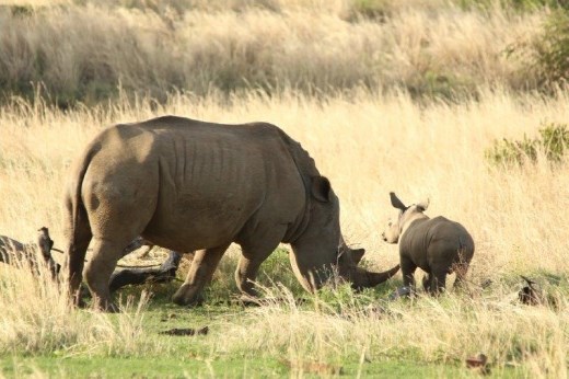 White rhinoceros and baby
