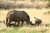White rhinoceros and baby: by anijensen, Views[863]