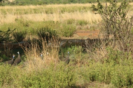 Rocket-scientist babbling guineas approaching sleeping lions.  (Nothing happened)