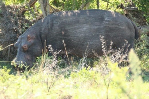 Hippopotamus, scratches on his sides from the underbrush