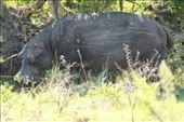 Hippopotamus, scratches on his sides from the underbrush: by anijensen, Views[170]