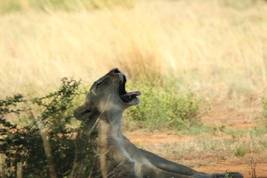 Yawning lioness