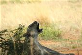Yawning lioness: by anijensen, Views[173]