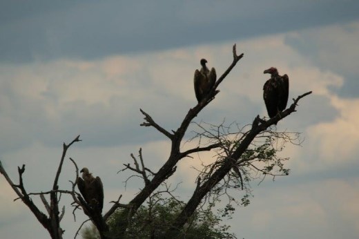 Two White Backed Vultures and a Lappet-Faced Vulture