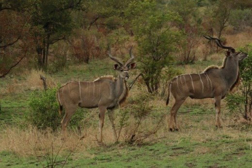 Two kudu bulls:  the longer they live, the more twists in the horns