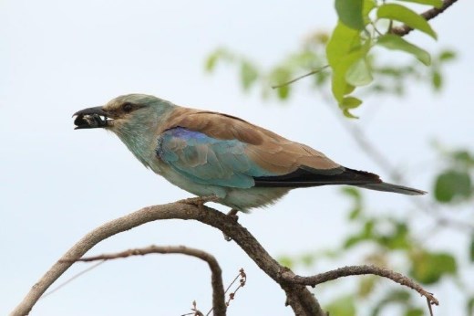 European Roller with a Dung Beetle snack