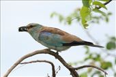 European Roller with a Dung Beetle snack: by anijensen, Views[168]