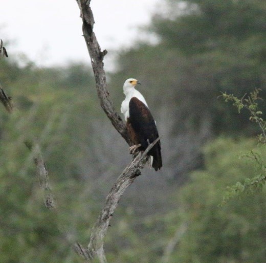 African Fish Eagle