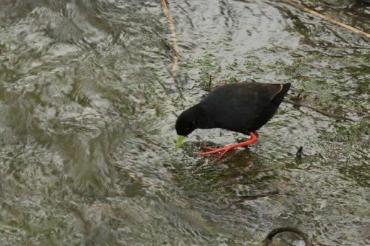Black Crake