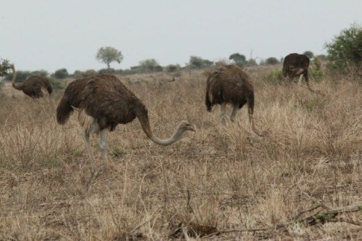 Ostrich