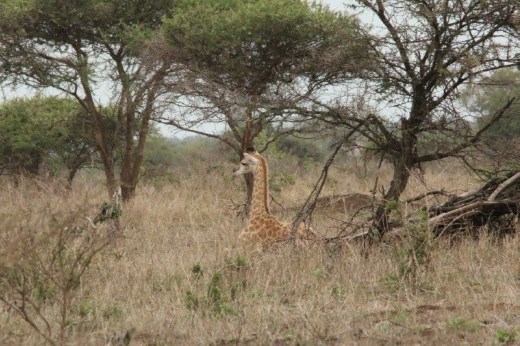 Baby giraffe having a rest