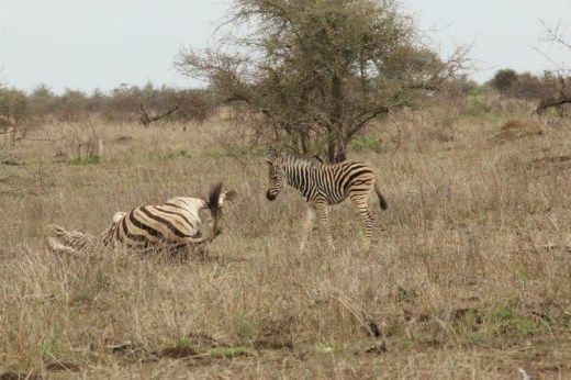 Baby zebra watching mom have a roll