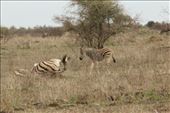 Baby zebra watching mom have a roll: by anijensen, Views[172]