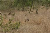 Secretarybird (pencils in their hair buns, you know): by anijensen, Views[220]