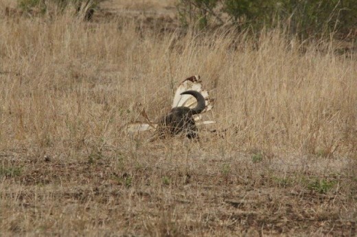 Cape buffalo carcass