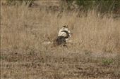 Cape buffalo carcass: by anijensen, Views[159]