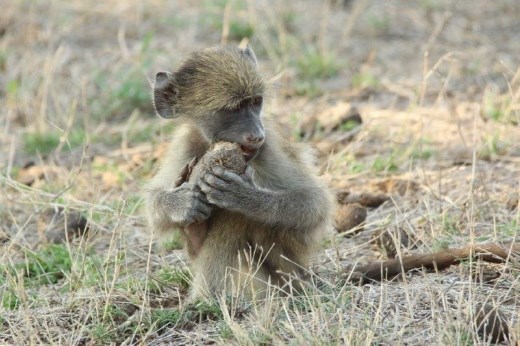 Every mother's dream--my baby is playing with and chewing on a buffalo turd