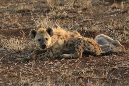 Two young hyenas waiting for the sun to go down