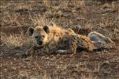 Two young hyenas waiting for the sun to go down: by anijensen, Views[232]