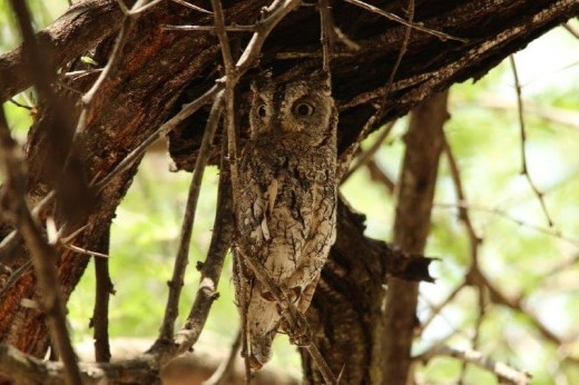 Scops Owl