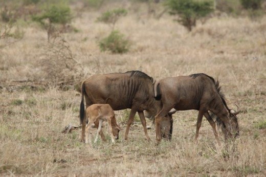 Wildebeest 