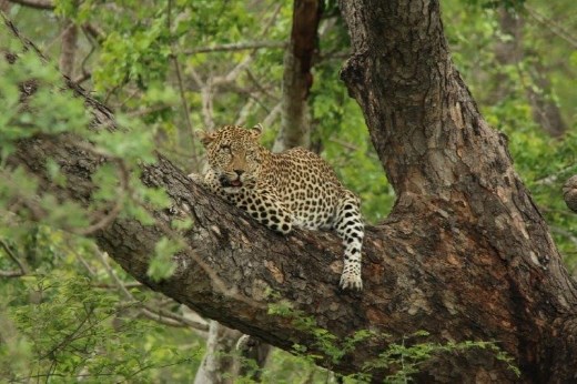 Leopards like to relax on shady branches during the heat of the day