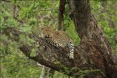 Leopards like to relax on shady branches during the heat of the day: by anijensen, Views[169]