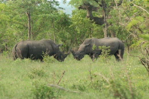These two rhinos did a lot of grunting and stomping, but never really got into it