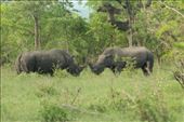 These two rhinos did a lot of grunting and stomping, but never really got into it: by anijensen, Views[231]