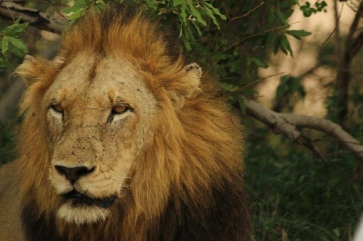 Big male lion posing nicely for us