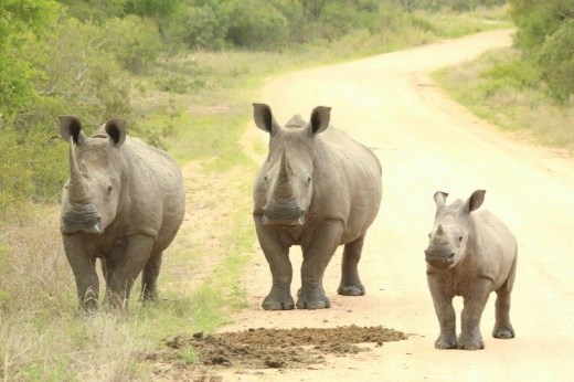 A White Rhino family