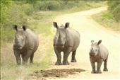 A White Rhino family: by anijensen, Views[181]