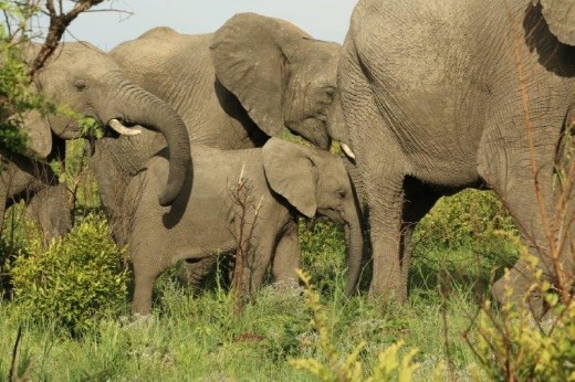 An extremely inquisitive elephant calf