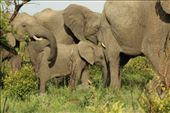 An extremely inquisitive elephant calf: by anijensen, Views[224]