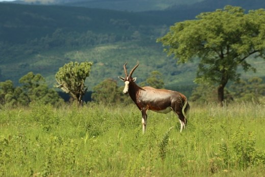 Nyala bull