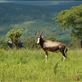 Nyala bull Views[193]