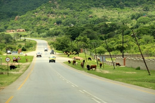 Looks chaotic, but every cow has a tag in each ear, and her whereabouts are precisely known by her owner.