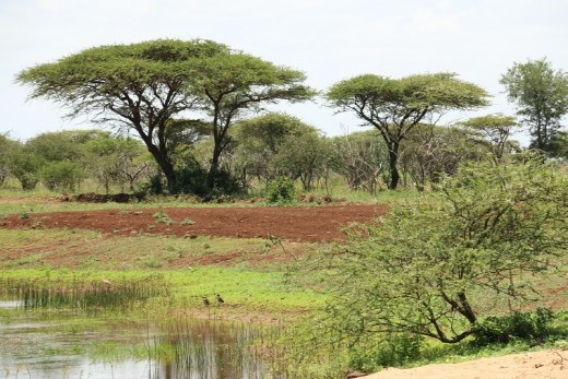 African umbrella trees, an iconic bush image