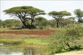 African umbrella trees, an iconic bush image: by anijensen, Views[292]